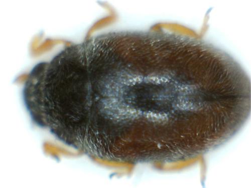 Réf. 205 383 : Nephus redtenbacheri